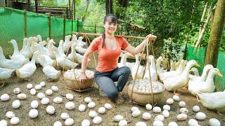 Full Video 120 Days Harvesting Many Big Fish, Ducks Eggs, Coconut Fruit,...Goes To Market Sell