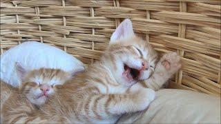 Mother Cat Licks Kitten's Face and the Kitten Starts Dreaming