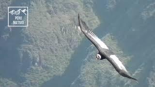 Vuelo del Cóndor - Cañón del Colca