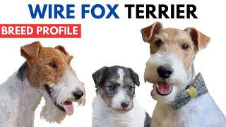 Wire Fox Terrier Breed Profile History - Price - Traits - Wire Fox Terrier Grooming Needs - Lifespan