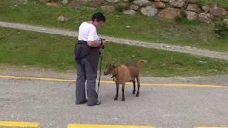 Zur Fiechtalm im Ultental