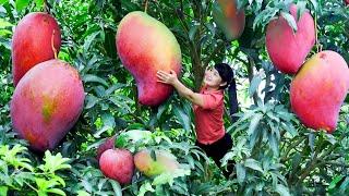 How to harvest Mango, goes To Market Sell - Harvesting and Cooking |Tieu Vy Daily Life