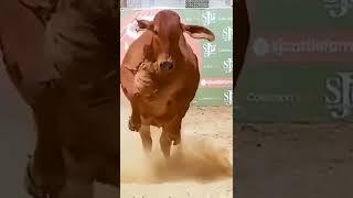 Gau Mata