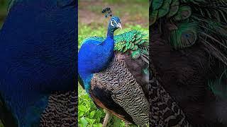 Peacock is Beautiful Bird in World #geography #peacock #birds