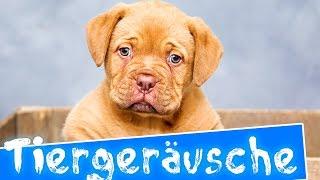 Tiergeräusche für kinder | 35 echte Tiere | Deutsch