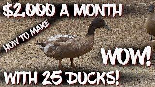 How to make $2,000 a month with 25 ducks!