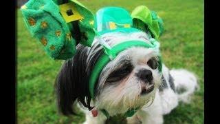 St. Patrick and Leprechaun Costumes