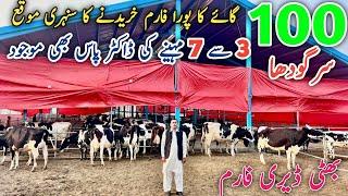 Bhatti Dairy Farm Sargodha | 100 imported cows + Heifers for sale #cows #importedcows