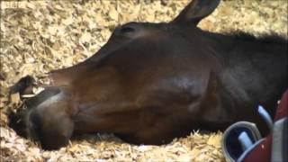 Carl Hester and Charlotte Dujardin on BBC