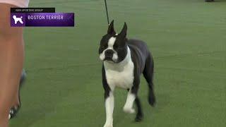 Boston Terriers | Breed Judging 2023