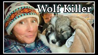 🩶 Wolf Killer~Rescuing a CAUCASIAN SHEPHERD OVCHARKA Mix