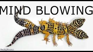 MIND BLOWING 2 headed Gecko