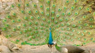 Male Peacocks Head Off to Love Arena to Attract a Mate