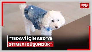 Çocuğu gibi gördüğü köpeğine kanser teşhisi konmuştu: “Tedavi için ABD’ye gitmeyi düşündük”