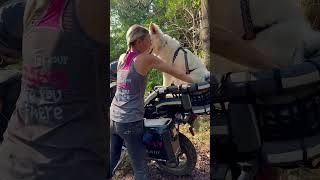 SADDLE UP • She’s saddling up all on her own! #shepherd #motodog #triumphmotorcycle