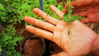 How to propagate Ixora by Stem cutting-agri buzz