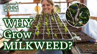 Is Your Milkweed Not Germinating? My Insights for Seed Starting, Cold Stratification & Care