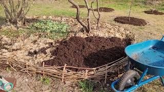 Using sheep's wool to maintain moisture in an herb garden