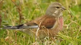 Common Linnet, Fanello (Carduelis cannabina)