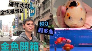 金魚開箱 海祥水族買魚趣 超多蘭壽超級可愛！！#金魚 #開箱 #海祥水族