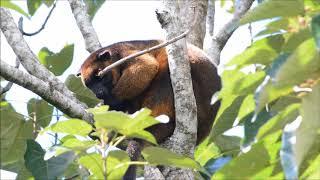 Lumholtz Tree Kangaroo - In the wild (HD)