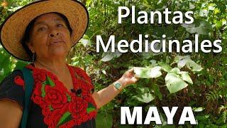 La Mujer de la Medicina Maya Muestra su Jardín de Plantas Medicinales