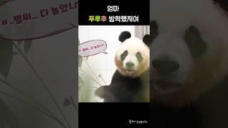 푸루후 방학했져요 #아이바오 #푸바오 #루이바오 #후이바오