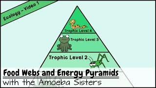 Food Webs and Energy Pyramids: Bedrocks of Biodiversity