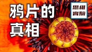 鴉片戰爭的真相：沒有什麼好袒護的｜鴉片戰爭合集｜思維實驗室·特輯
