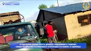 Полицейские ВКО задержали гражданина, который занимался хищением скота