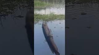 விரால் மீன் & Viral fish catch video