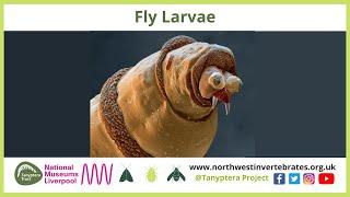 Fly Larvae