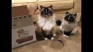 Cuddle Clones Product Review - Coupon Code FLOPPYCATS10 to get 10% Off