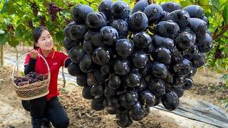 Surviving A Week in the Forest - Harvest Black Pearl Grape to sell | Ella Daily Life