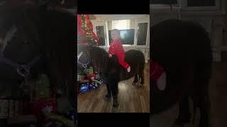 Toddler Surprised With Pony For Christmas - 1375349