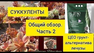 Суккуленты. Общий обзор. Часть 2. Цео грунт- российская альтернатива лечузы .