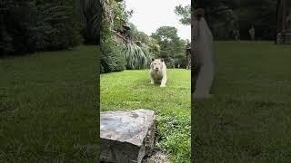King  king hota hai || jungle ka raja ||  #tiger #king #jungle #sher #raja #like #animals #forest