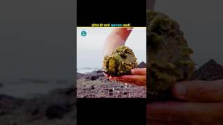 The Most Dangerous And Poisonous Fish In The World