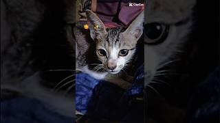 cat is seating #shortvideo #cute #funny #fun #cat #kids #dance #cuteanimal #tiktok #comedy #funny