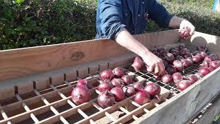 Onion grading at the Centre for Agroecology, Water and Resilience (CAWR), Coventry University