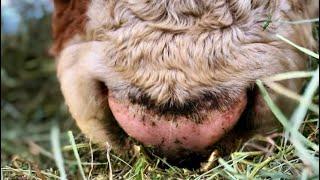 Cows eating#farmlife #cows #funnycowvideo #minicows #hay