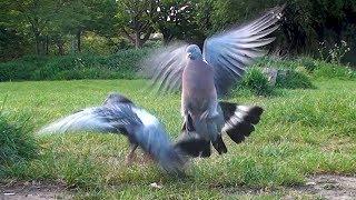 Fight! Wood Pigeon vs Feral Pigeon scrap over food Blackbird sneaks in for the win