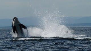 Orca whale watching Vancouver Island Canada