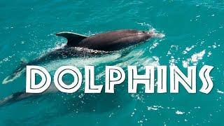 All About Dolphins for Kids: Dolphins for Children - FreeSchool