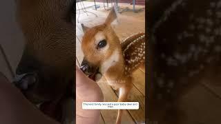 This kind family rescued a poor baby deer