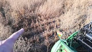 Combining weedy organic beans - if I can't get a bean to grow, a weed will!