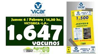 en VIVO - 14,30 hs. - REMATE FERIA de VICAR GANADERA S.A. - JUE. 6 / FEB. / 2025 - VICTORICA  -L.P.-