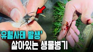 1마리 1만원...살가죽이 썰리는 살인개미를 잡았습니다.헛소문인가 했는데...진짜 위험하네요