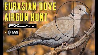 Eurasian Collared Dove Airgun Hunt