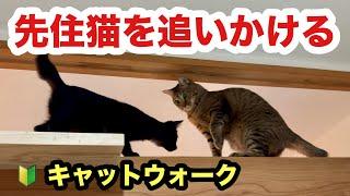 初キャットウォークをいきなり登りだした保護子猫